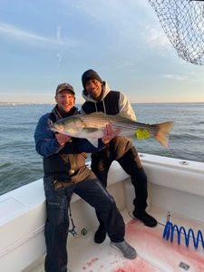 Striped Bass caught in Manasquan during fishing tour