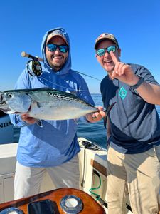 Angler reels in a little tunny fish in Manasquan