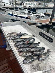 Four sea bass caught while fishing in NJ