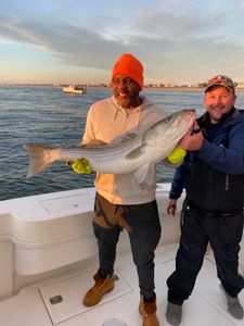 Striped bass caught on fishing tour in Manasquan