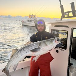 Striped bass caught on a fishing tour in NJ