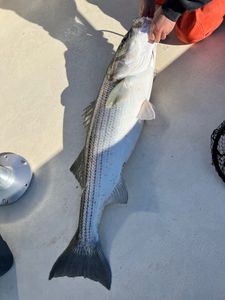 Striped bass fishing in NJ