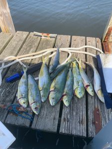 6 fish caught during a fishing trip in Osterville