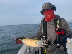 Atlantic Bonito fish caught by lone angler in Osterville