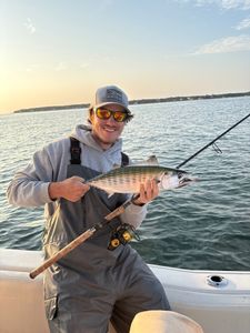 A person fishing for an Atlantic Bonito in MA