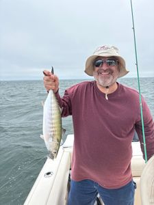 Atlantic Bonito fish caught while fishing in MA