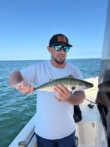 A single Atlantic Bonito fish caught while fishing in MA