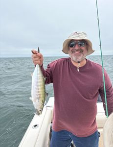 Atlantic Bonito fish caught while fishing in Osterville