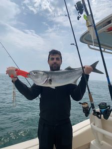 A large bluefish caught in Osterville