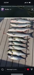 9 striped bass, bluefish, and atlantic bonito caught fishing in osterville