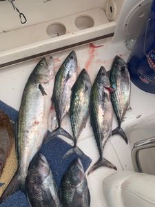 7 sea bass, atlantic bonito, and bluefish caught in Osterville