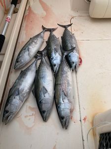 Five Atlantic Bonito, Little Tunny fish caught fishing in MA