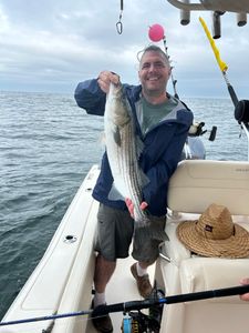 Striped bass caught in MA