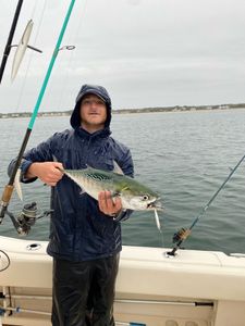 Little Tunny fish caught while fishing in Osterville
