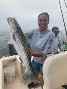 Striped bass caught in Osterville