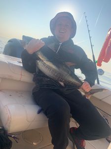 Cero mackerel caught in Osterville