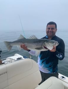 Striped bass caught by fisherman in Osterville