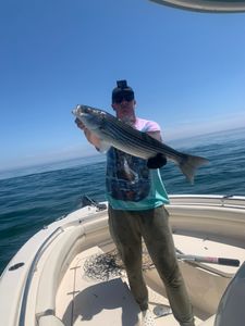 Striped bass caught in MA