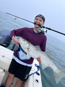 A fisherman caught a striped bass in MA