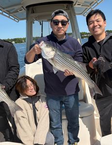 Striped bass caught while fishing in MA