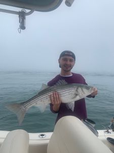 Striped bass fishing in MA