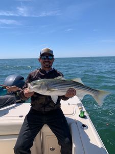Striped bass fishing in MA