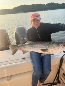 A striped bass caught while fishing in MA