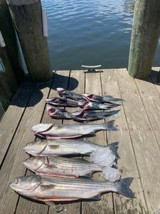 4 striped bass caught fishing in MA