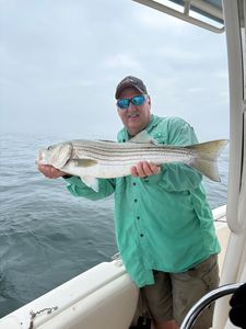 Striped bass caught while fishing in MA