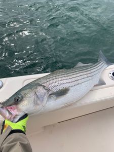 Striped bass fishing in Osterville