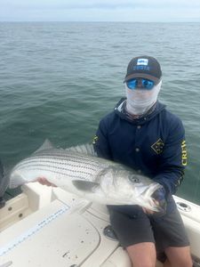 Striped bass caught while fishing in MA