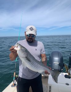Striped bass caught in MA