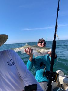 Striped bass caught by fisherman in Osterville