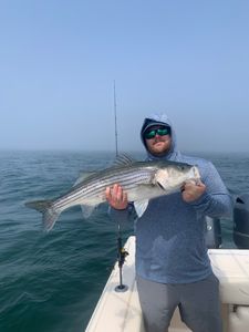 Striped Bass caught in Osterville