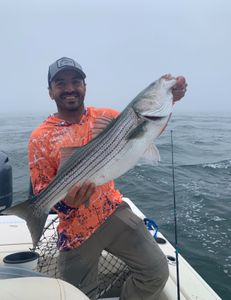 Striped bass caught by angler in Osterville