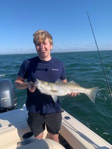 Striped bass caught in Osterville