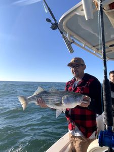 Striped bass caught in Osterville