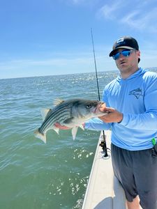 Striped bass caught in Osterville
