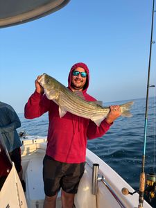 Striped bass caught while fishing in Osterville