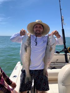 Two striped bass caught in Osterville