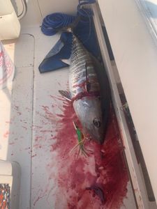 Wahoo fish caught in Osterville