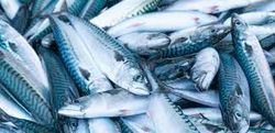 Three fish caught in Topsfield during a cruises, fishing, horseback_riding, off_roading, and water_sports adventure