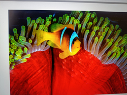 Chilling with my anemone buddy^!