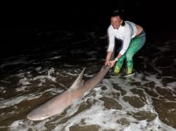 An image of a 37-inch Atlantic Sharpnose Shark caught while fishing in Cape May
