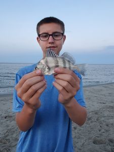 Caught a black drum fish in NJ
