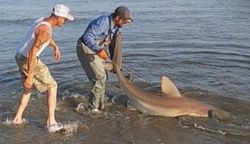 Blacktip Shark caught while fishing in Cape May