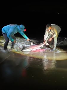 Blacktip shark catch being handled at night in Cape May NJ waters