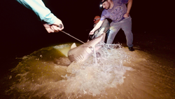 Cape May shark tagging and release in shallow waters.