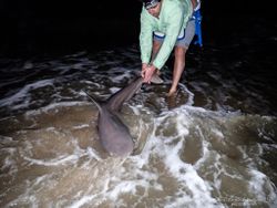 Gafftopsail sea catfish caught while fishing in Cape May