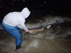 Picked dogfish caught fishing in Cape May